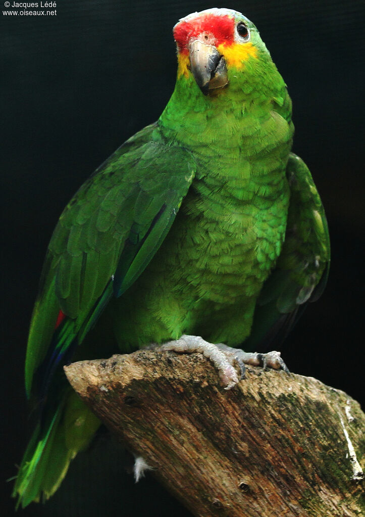 Amazone à lores rouges