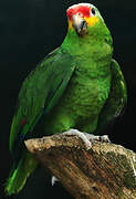 Red-lored Amazon