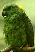 Yellow-naped Amazon