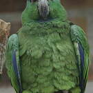 Amazone tavoua
