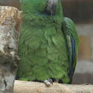 Amazone tavoua