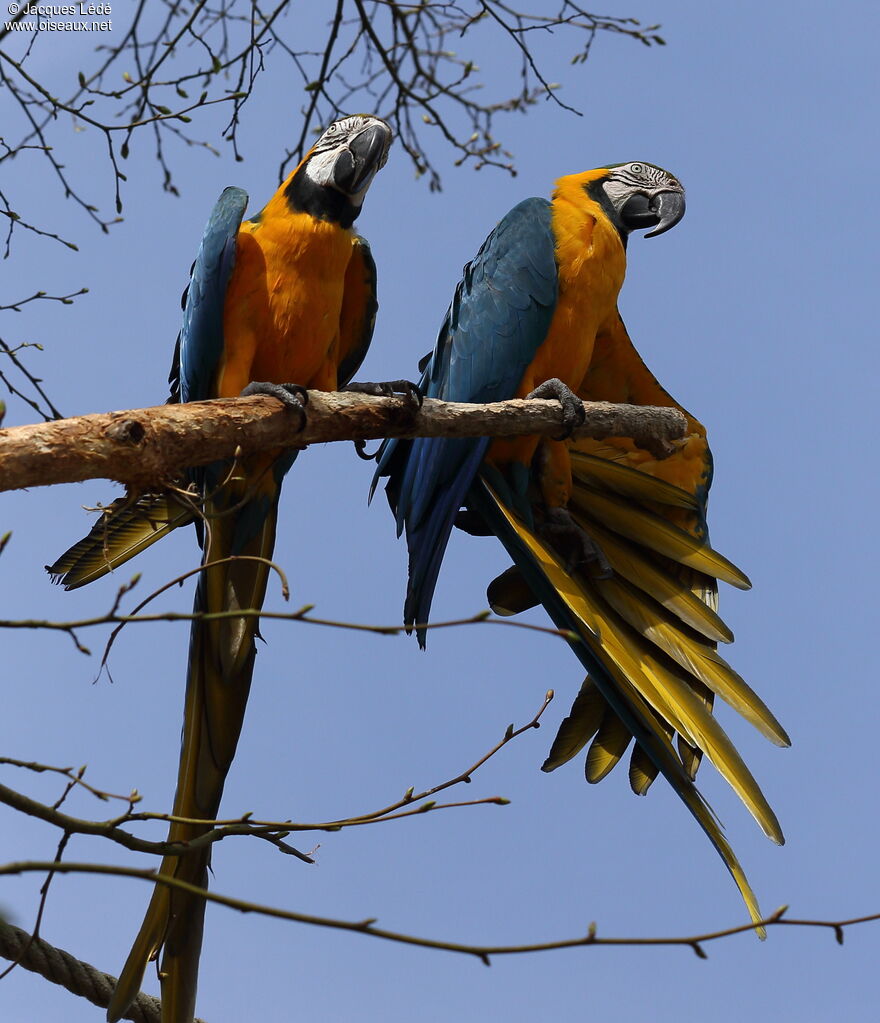 Blue-and-yellow Macaw