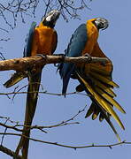 Blue-and-yellow Macaw