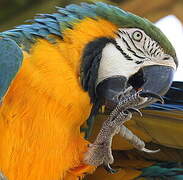 Blue-and-yellow Macaw