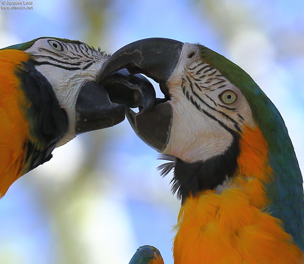 Blue-and-yellow Macaw