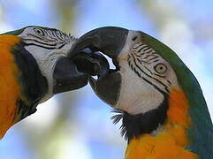 Blue-and-yellow Macaw