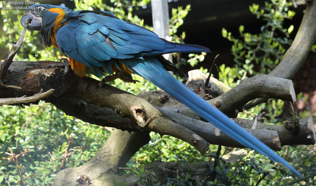 Blue-throated Macaw