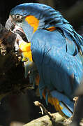 Blue-throated Macaw