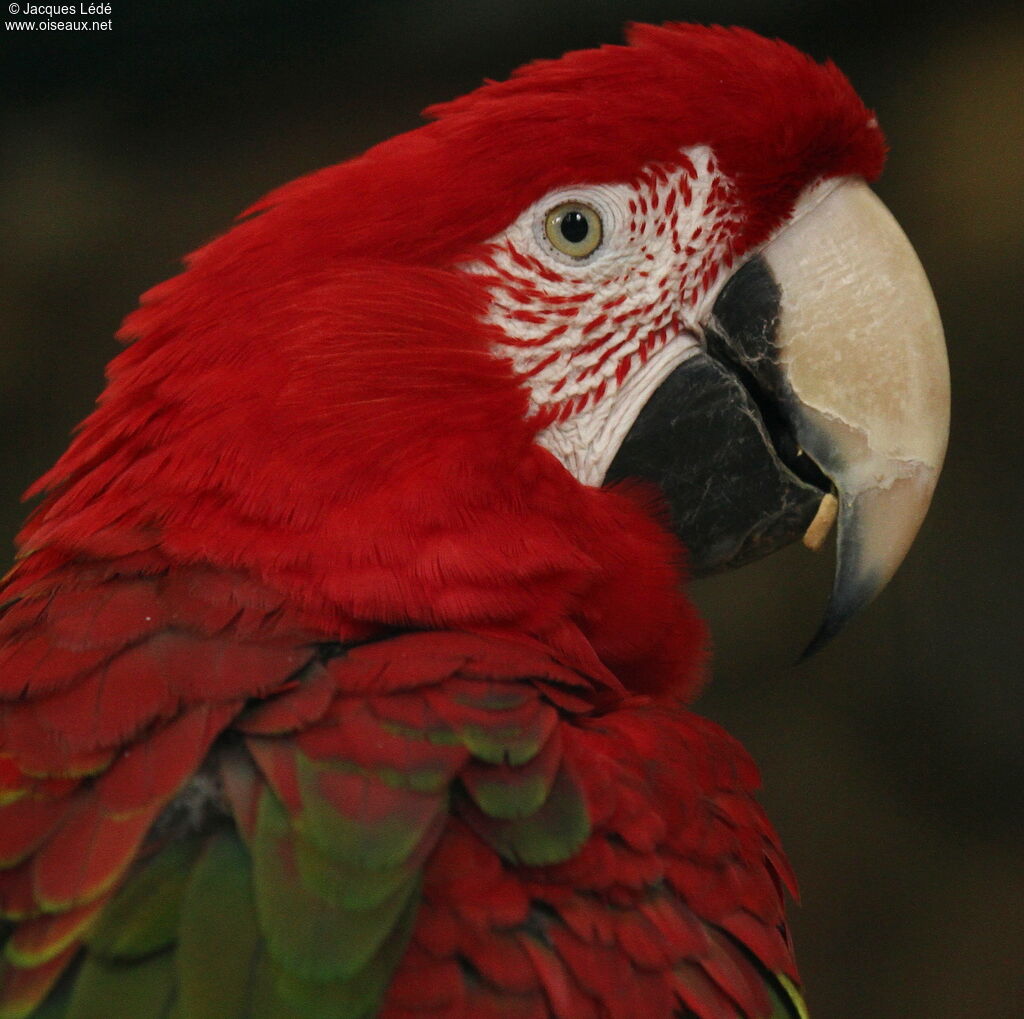 Red-and-green Macaw