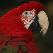 Red-and-green Macaw