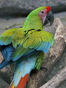 Great Green Macaw