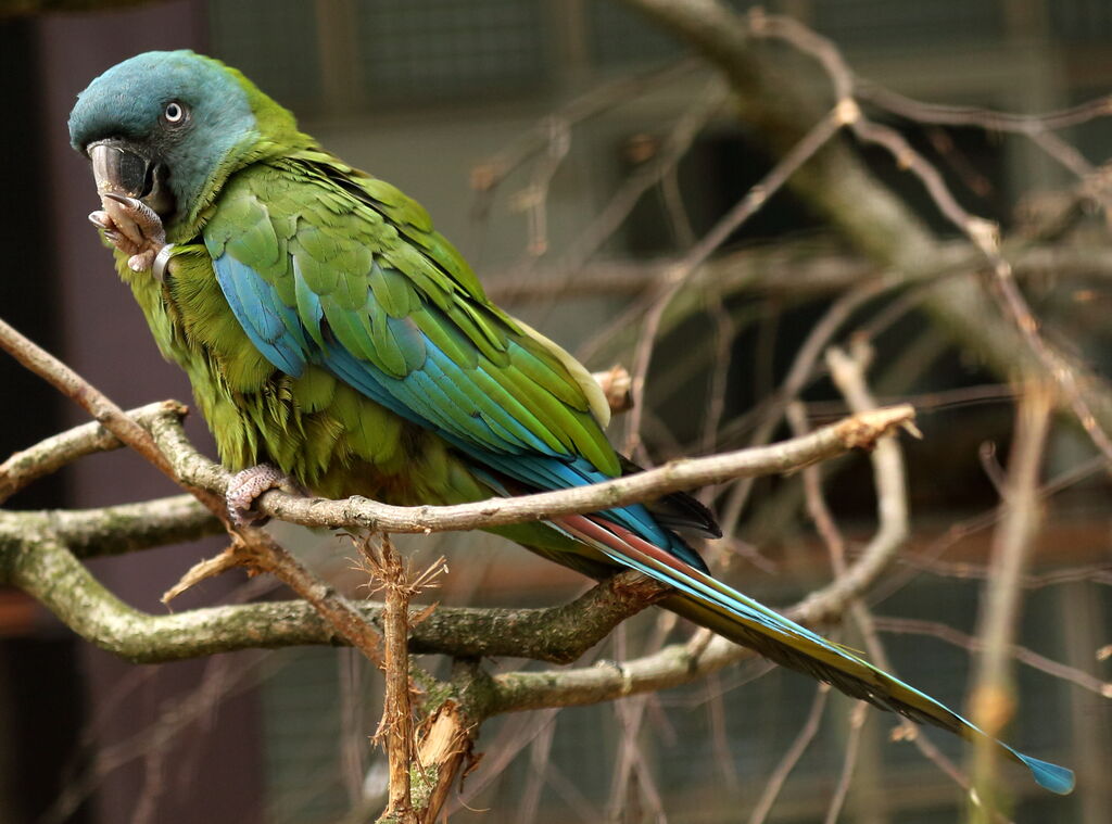 Blue-headed Macaw