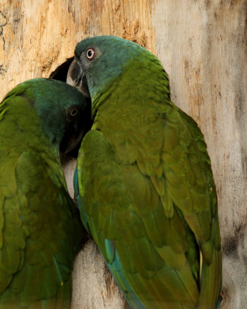 Blue-headed Macaw