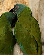 Blue-headed Macaw