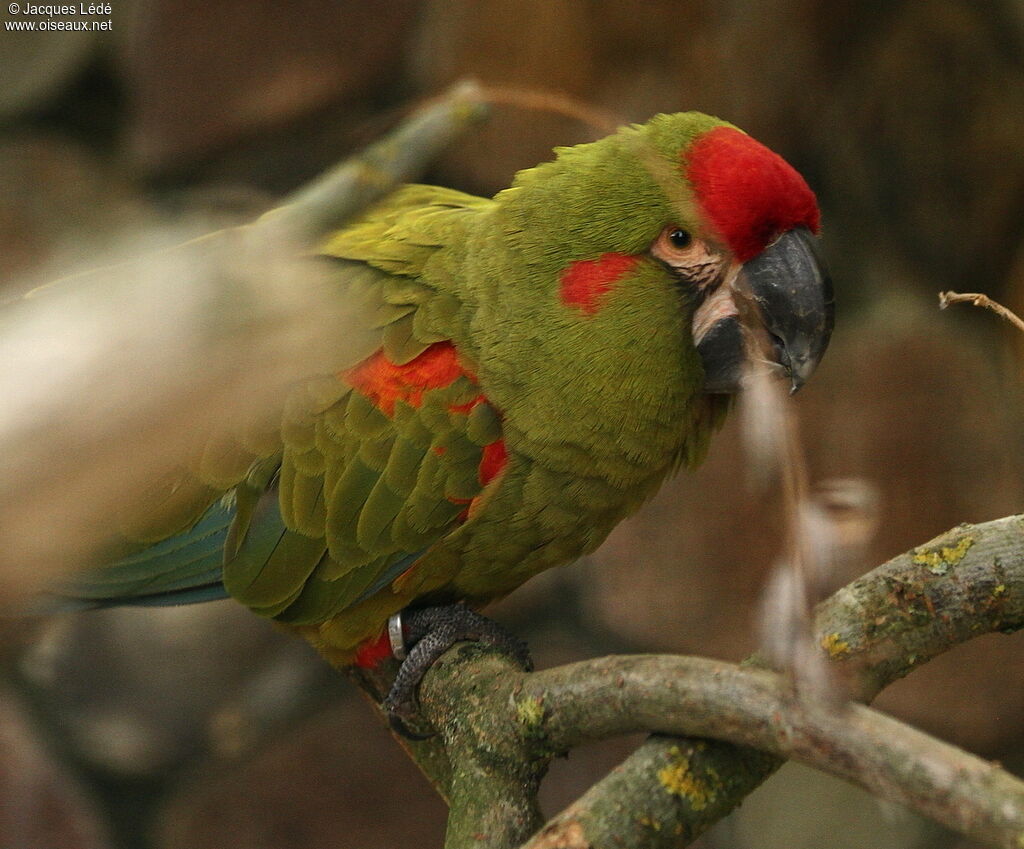 Red-fronted Macaw