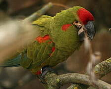 Red-fronted Macaw