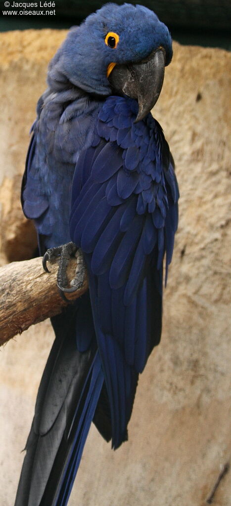 Hyacinth Macaw