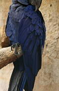 Hyacinth Macaw