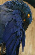 Hyacinth Macaw