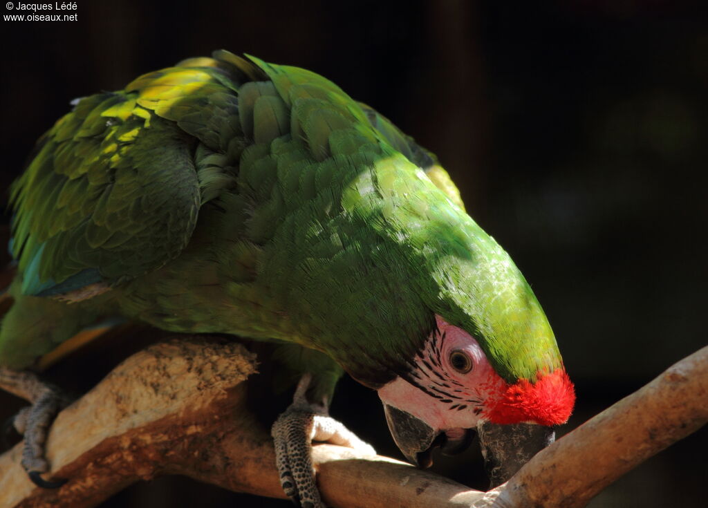 Military Macaw