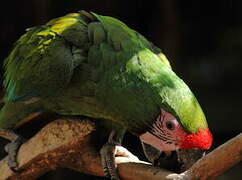 Military Macaw