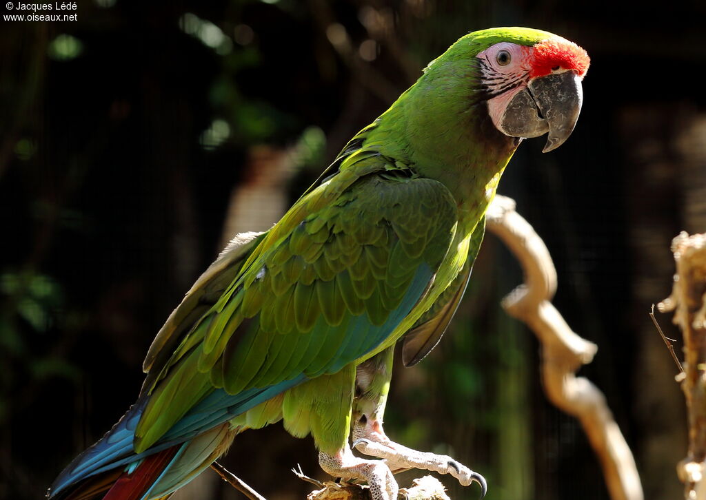 Military Macaw