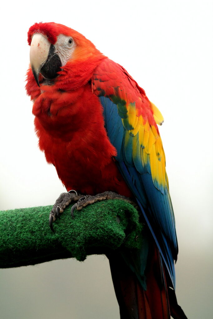 Scarlet Macaw