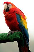 Scarlet Macaw