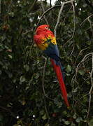 Scarlet Macaw