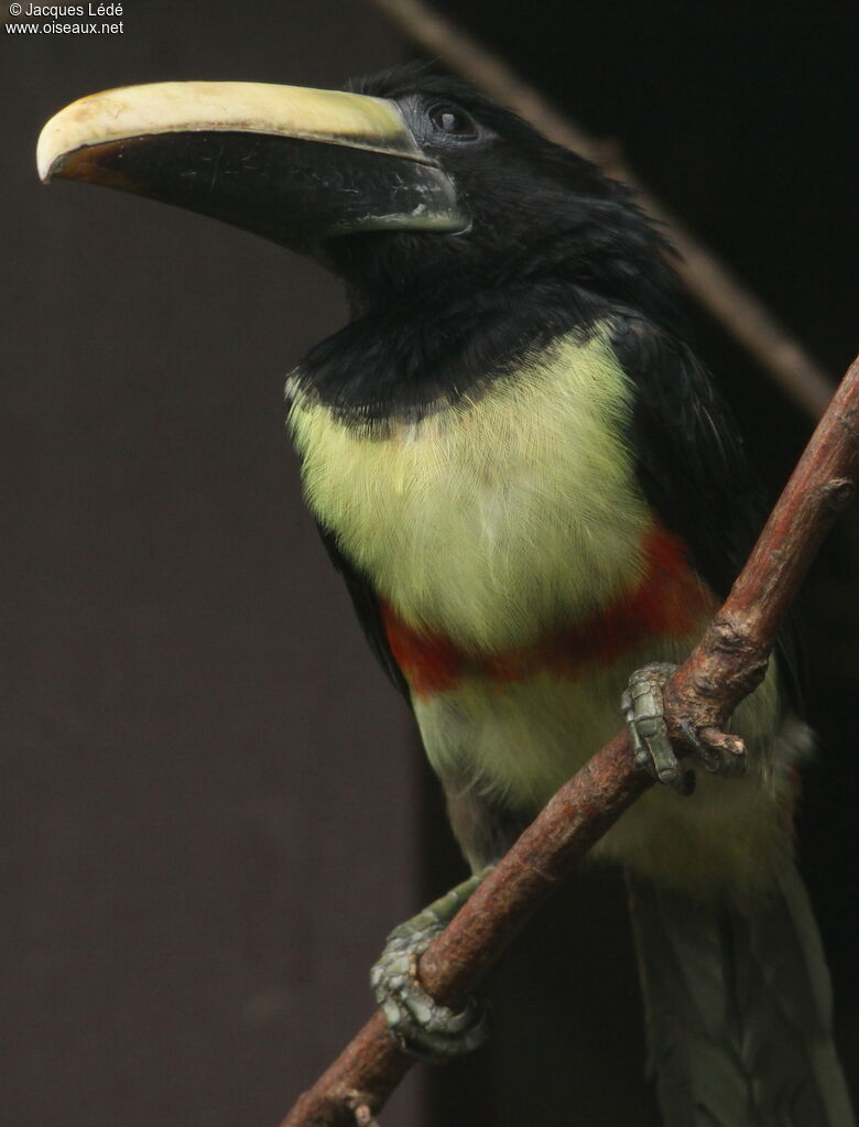 Araçari grigri