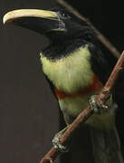 Black-necked Aracari