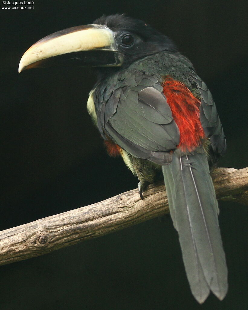 Black-necked Aracari