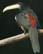 Black-necked Aracari