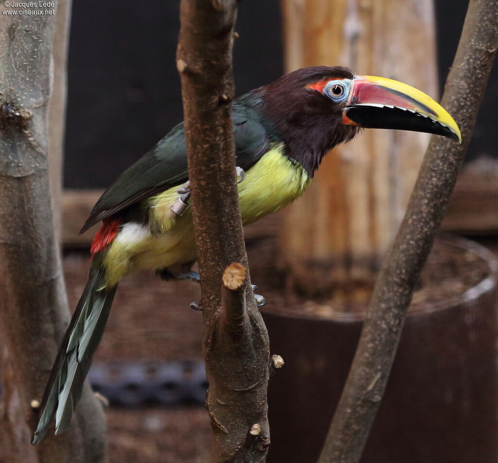 Green Aracari