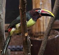 Green Aracari