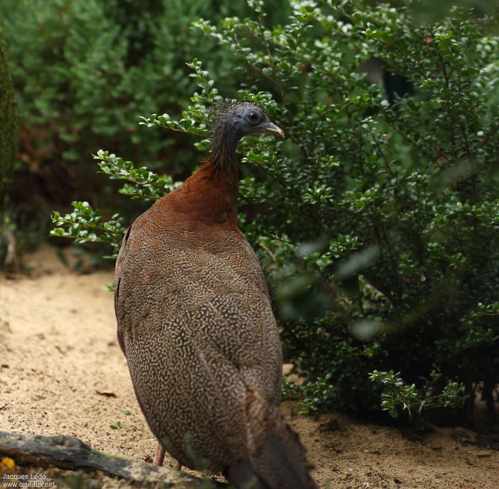 Great Argus, identification