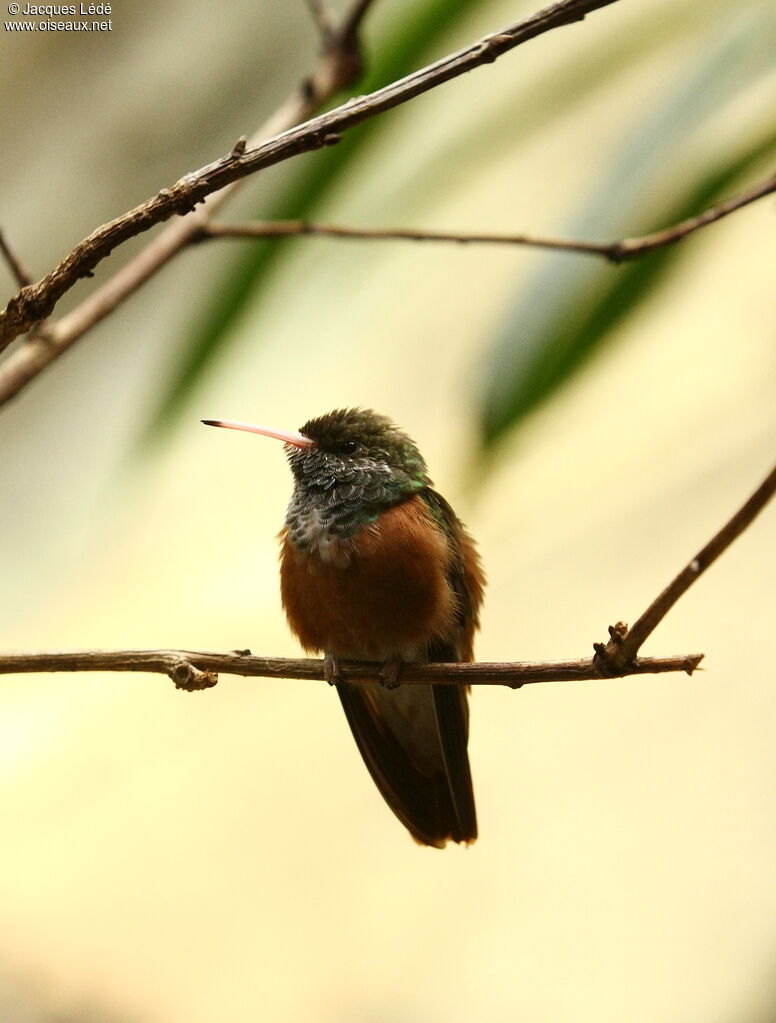 Amazilia Hummingbird