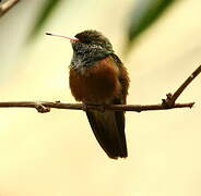 Amazilia Hummingbird