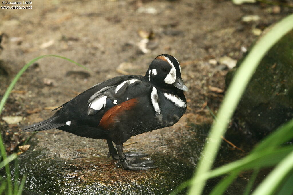 Arlequin plongeur