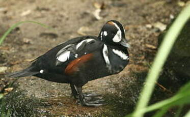 Arlequin plongeur