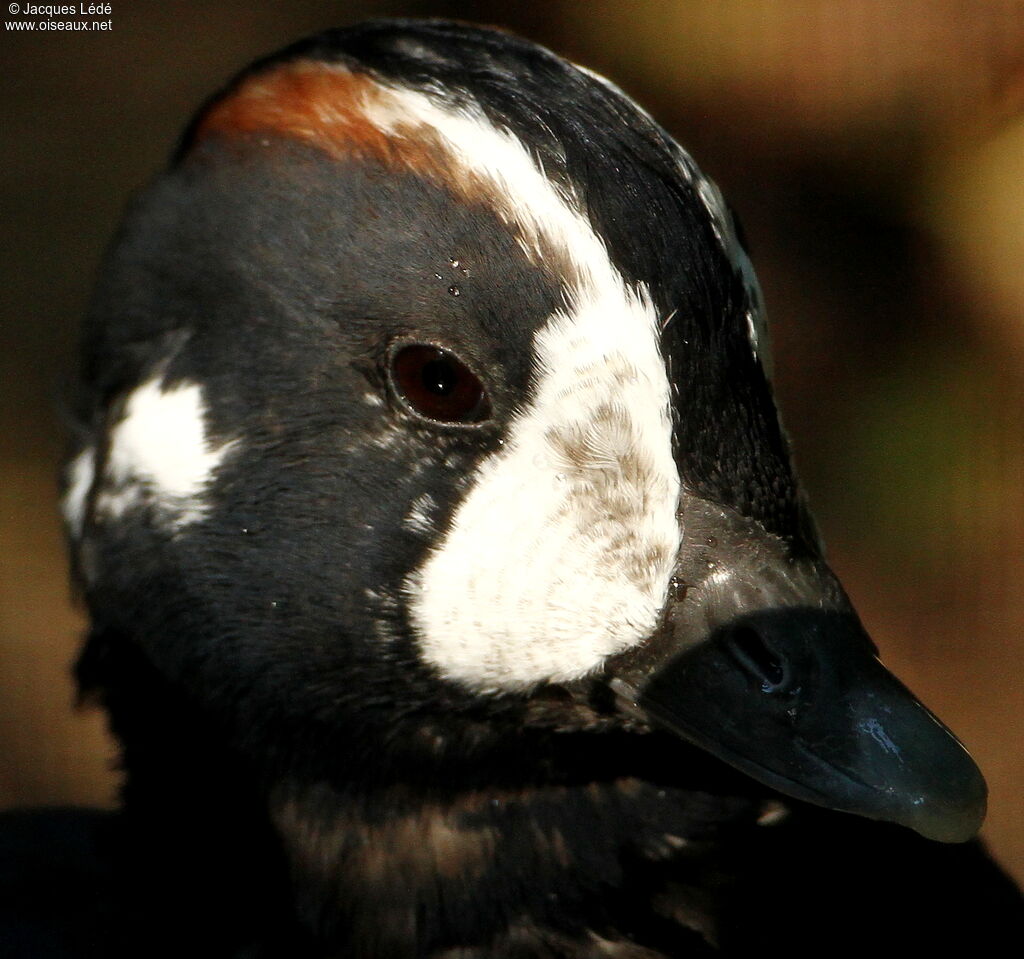 Arlequin plongeur