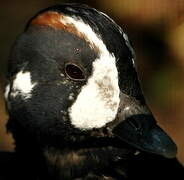 Harlequin Duck