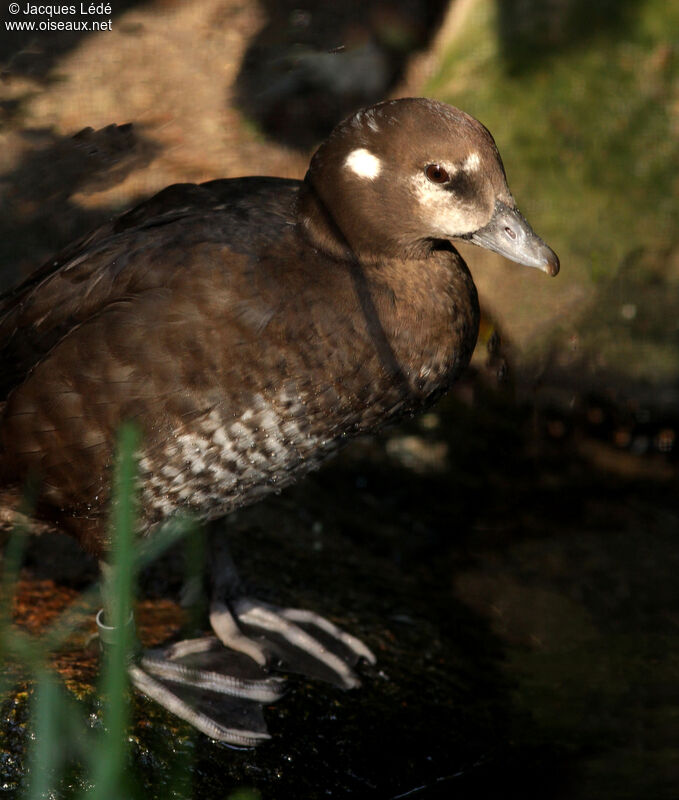 Harlequin Duck