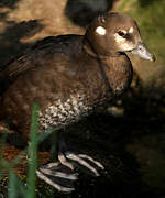 Arlequin plongeur