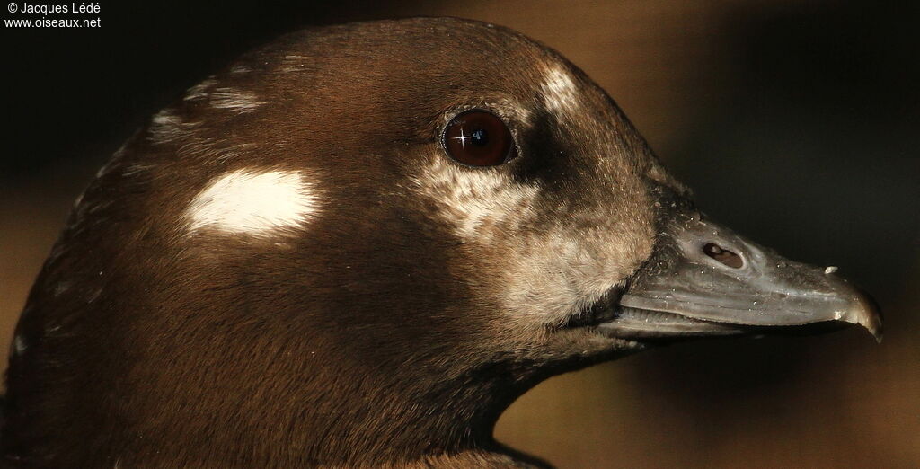 Arlequin plongeur