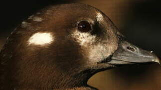 Harlequin Duck