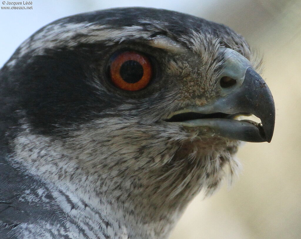 Northern Goshawk