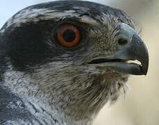 Northern Goshawk