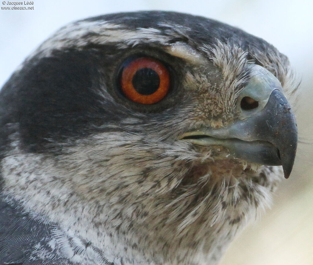 Northern Goshawk