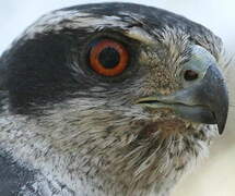 Eurasian Goshawk